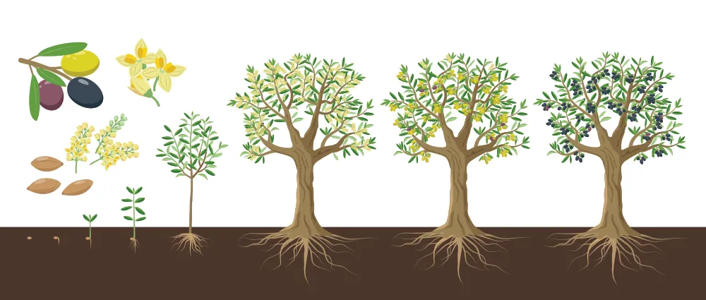 Ciklus rasta masline