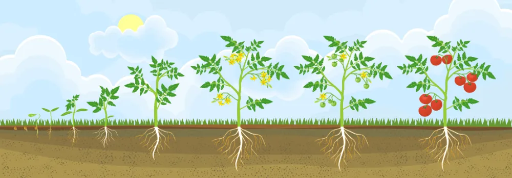 Ciklus rasta rajčice