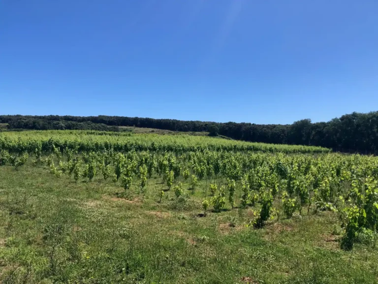 P.O. Bale - Nasadi vinograda