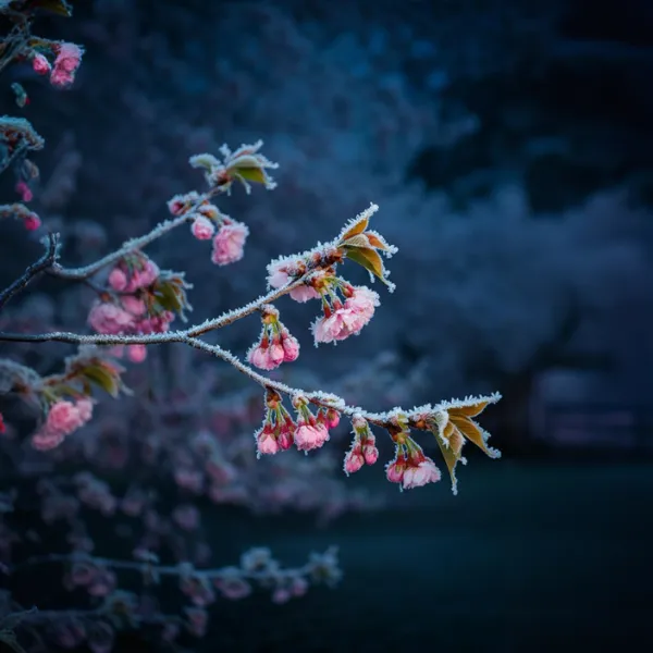 Cvijet trešnje na mrazu