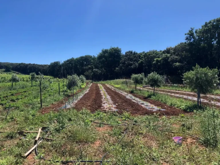 P.O. Bale - Nasadi povrća